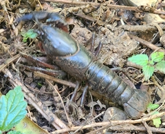 Euastacus