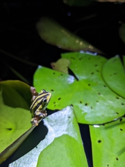 Hyperolius marmoratus taeniatus