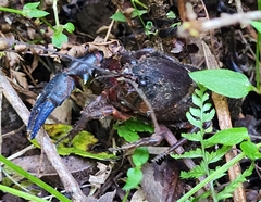 Euastacus