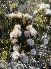 Melaleuca squamea