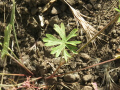 Sidalcea sparsifolia