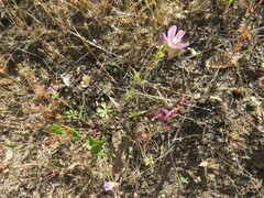 Sidalcea sparsifolia