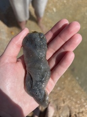 Aplidium