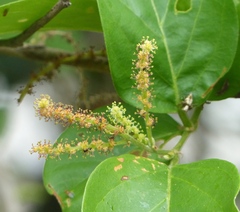 Antidesma ghaesembilla