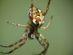 Novaranea queribunda