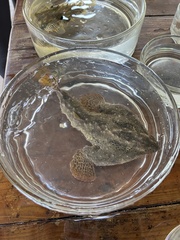 Ogcocephalus cubifrons