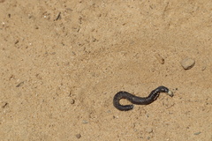 Oligochaeta