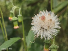 Crassocephalum crepidioides