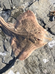 Rostroraja eglanteria