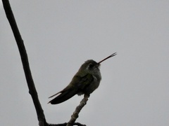 Cynanthus latirostris
