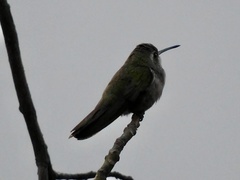 Cynanthus latirostris