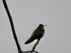 Cynanthus latirostris
