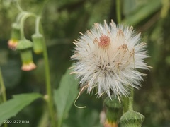Crassocephalum crepidioides
