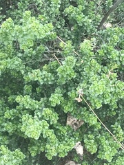 Prostanthera cuneata