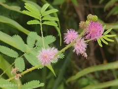 Mimosa pigra