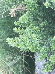 Prostanthera cuneata