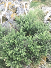 Prostanthera cuneata