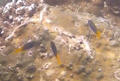 Ecsenius bicolor