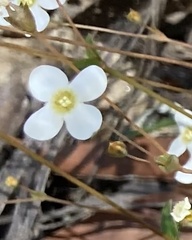 Mitrasacme polymorpha
