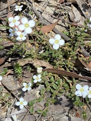 Mitrasacme polymorpha