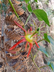 Passiflora cinnabarina
