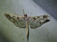 Polythlipta divaricata