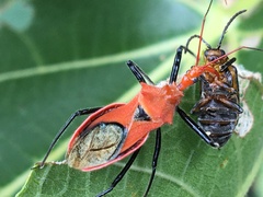 Gminatus australis