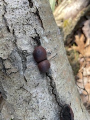 Hypoxylaceae