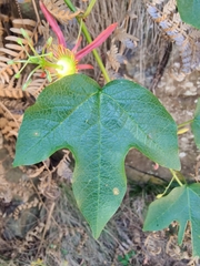 Passiflora cinnabarina