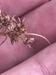 Luzula novae-cambriae