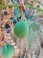 Passiflora cinnabarina