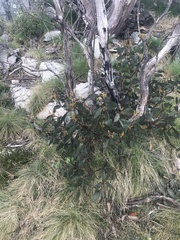 Eucalyptus pauciflora debeuzevillei