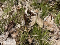 Carex pensylvanica