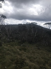 Eucalyptus pauciflora debeuzevillei