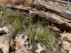 Carex pensylvanica