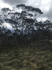 Eucalyptus pauciflora debeuzevillei