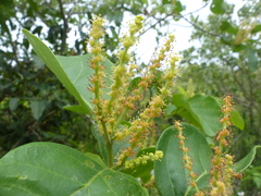 Antidesma ghaesembilla