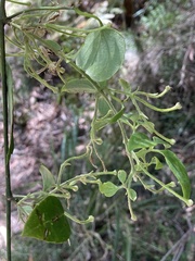 Smilax australis