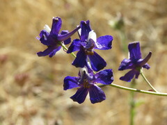 Delphinium patens