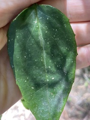 Smilax australis