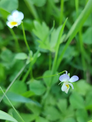 Viola × contempta