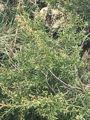 Podocarpus lawrencei