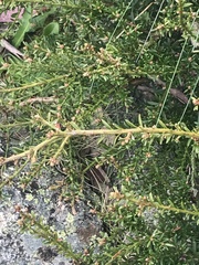 Podocarpus lawrencei