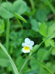 Viola × contempta