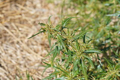 Xanthium spinosum