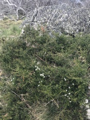 Podocarpus lawrencei