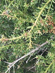 Podocarpus lawrencei