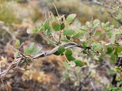 Lonicera interrupta