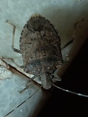 Halyomorpha picus