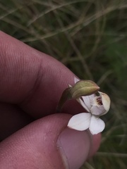 Caladenia alpina